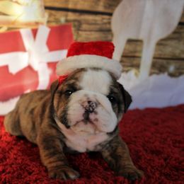 English Bulldog and Great Dane Puppies from Macnaughty Bulldogs