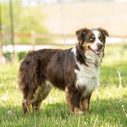 Mac - Australian Shepherd