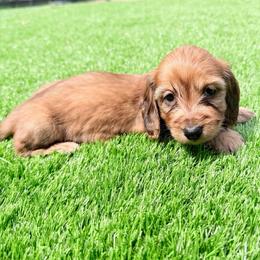 Bella - Red female Dachshund puppy in Richmond, Virginia from Irresistible Dachshunds & Cavaliers