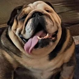 Jersey - Fallow female Bulldog puppy in Bradleyville, Missouri from HurstBulldogs