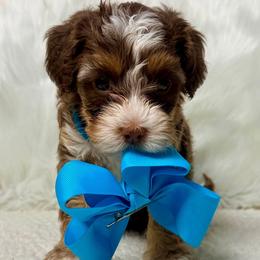 Ginger - Tri-color female Australian Labradoodle puppy in Helena, Montana from Labradoodles of Montana