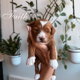 Purple collar - Red  female Goldendoodle puppy in Corona, California from West Coast Goldendoodles