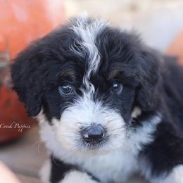 Kody - Tri-color male Bernedoodle puppy in Lowry City, Missouri from Cooper Creek Puppies