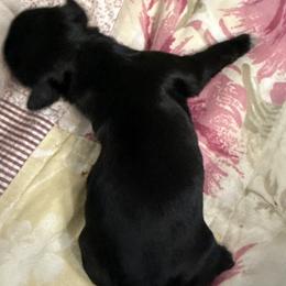 Kenzie - Black female Shih Tzu puppy in Tallahassee, Florida from Bows and Bow Ties