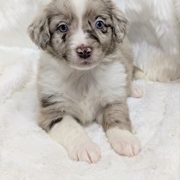 Lily  (Yellow collar) - Blue merle female Aussiedoodle puppy in Coulee City, Washington from Mr and Mrs Doodle Farm