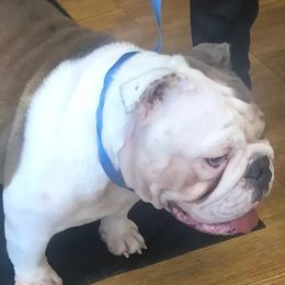 Bulldogs from The Wrinkle Connection