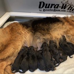German Shepherd Puppies from Extreme German Shepherds