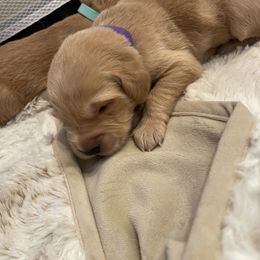 Golden Retriever Puppies from Tradershire Goldens