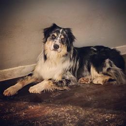 Australian Shepherd All Grown Up from K & R Australian Shepherds