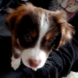 Miniature Australian Shepherd Puppies from Potomac River Aussies