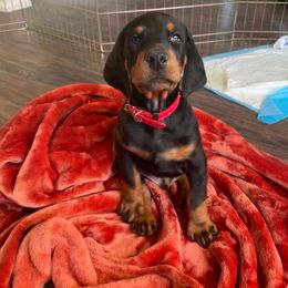 Doberman Pinscher Puppies from Defensive Dobermans