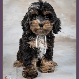 Blair - Merle female Cockapoo puppy in Connersville, Indiana from Deaz Doodle Ranch