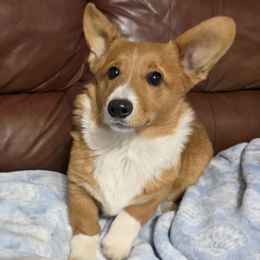 Male 3 - Sable male Pembroke Welsh Corgi puppy in Unicoi, Tennessee from Unaka Mountain Corgis