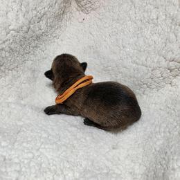 Mr Orange - Red brindle male Cairn Terrier puppy in Savannah, Missouri from WoodSchott Cairn Terriers