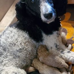 Goldendoodle and Poodle Puppies from David & Patricia Elliott