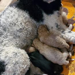 Goldendoodle and Poodle Puppies from David & Patricia Elliott