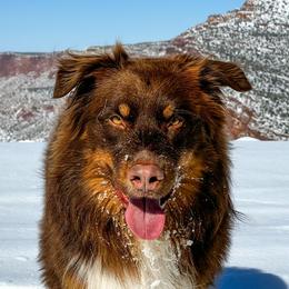 Australian Shepherd All Grown Up from Delaney's Australian Shepherds