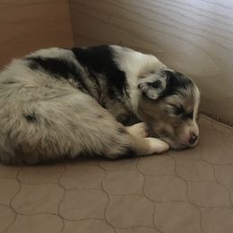 Australian Shepherd Puppies from Integrity Australian Shepherds