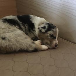 Australian Shepherd Puppies from Integrity Australian Shepherds