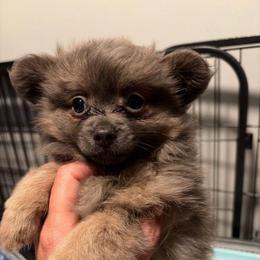 Juliet - Chocolate brindled fawn female Chihuahua puppy in Bellmore, New York from Alyce’s Angels