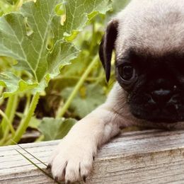 Pugs from Pawfect Raised Pugs