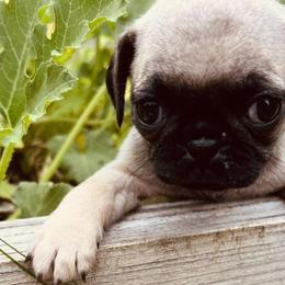 Pugs from Pawfect Raised Pugs