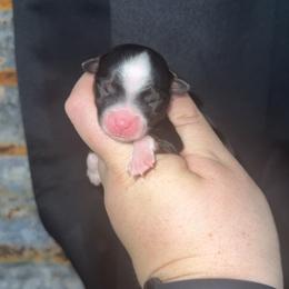Black tri female 2 - Black tri female Miniature Australian Shepherd puppy in Liberty, Mississippi from Liberty Oaks Aussies and Dachshunds