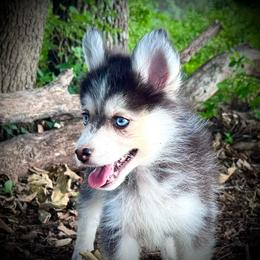 Shyla little toy girl - Wolf sable female Pomsky puppy in Perkins, Oklahoma from A-Dream Pomsky Kennel