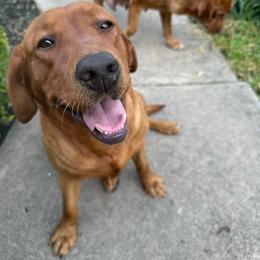 Ella - Labrador Retriever
