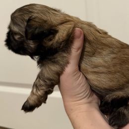 Whiskey - Brindle male Shih Tzu puppy in Hialeah, Florida from South East Coast Angels Shih Tzus