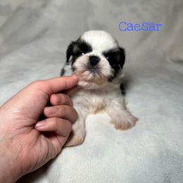 Caeser  (potentially available soon) - Gold and white male Shih Tzu puppy in California from Fairy Tails Shih Tzus CA