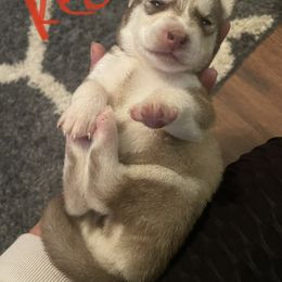 Siberian Husky Puppies from Alexandra's Siberian Huskies