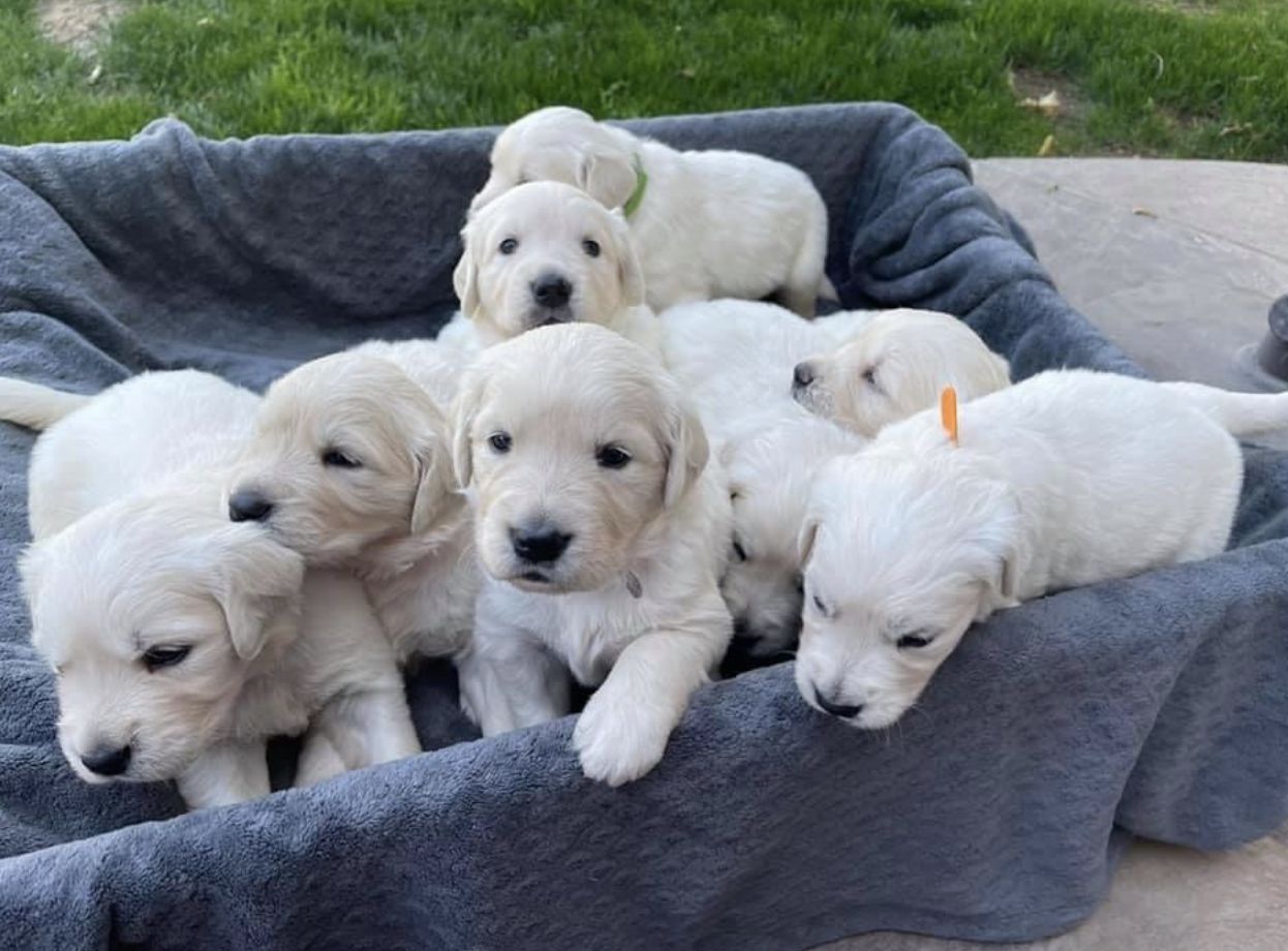 KZAAM Golden Retreiver Of Arizona in Arizona | Golden Retriever puppies ...