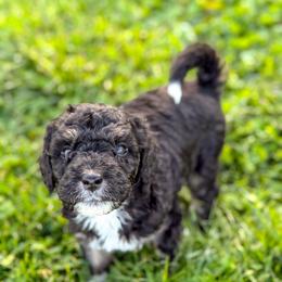 Jackson - male Australian Mountain Doodle puppy in Pittsburgh, Pennsylvania from WestPenn Doodles LLC