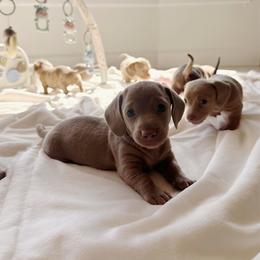 Zayna - Chocolate female Dachshund puppy in San Diego, California from Enchantables