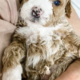 Goldendoodle and Poodle Puppies from Crane Train Poodles & Doodles