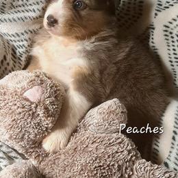PEACHES - Red tri-color female Australian Shepherd puppy in Elk Creek, Missouri from Hearts on Fire Australian Shepherds