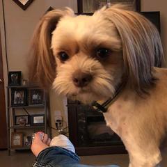 Shih Tzus and Shorkies from Treasa's Pups