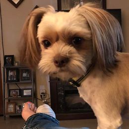Shih Tzus and Shorkies from Treasa's Pups