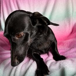 Java - Dachshund