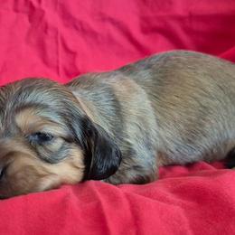 Billy AKC Wild boar - Wild boar female Dachshund puppy in Los Angeles, California from Sterling Dachshunds