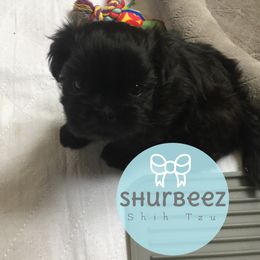 Shih Tzu Puppies from Shurbeez Shih Tzu