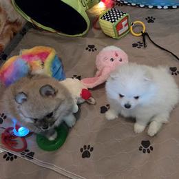 Pomeranian puppies from Pepplers Poms