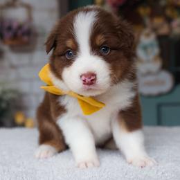 Summit - Red tri-color male Australian Shepherd puppy in Georgetown, Texas from River Reign Australian Shepherds