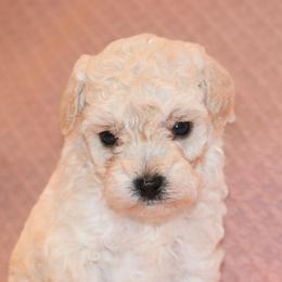Daisy (AKC) - White female Poodle puppy in Rainbow City, Alabama from Misioh Poodles