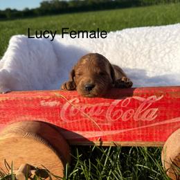 Girl 4 - Apricot female Goldendoodle puppy in Wever, Iowa from JK Royal Lines