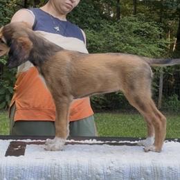 Saluki Puppies from Eisa Salukis