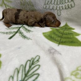 AKC CHOCOLATE DAPPLE (possible blue eye) - Dapple female Dachshund puppy in Bremen, Georgia from Jones Royal Kennels