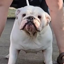 Bulldogs from Jennifer May's Bulldogs