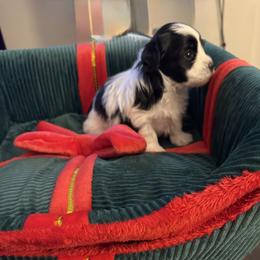 Willum - Black and white male Havanese puppy in Hudson, New York from Havanese of Claverack and Hudson Valley Labradors